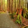 Another National Forest
Hiking Trail.
Sitka, Alaska.