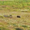 Area musk oxen.
Near Nome.