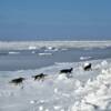 Another view of musher
Jeremy Keller.
Approaching Nome.