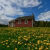 A beautiful patch of dandelions.
Near Milby, Quebec.