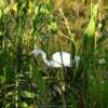 Long-legged white flamingo.
Southern Florida.