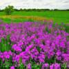 Blooming wildflowers~
Near Sioux Valley, SD.
