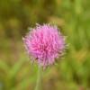 Texas red thistle weed.