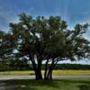 Southern Texas shade tree.
Comal County.
