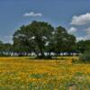 Beautiful amber 
spring dandelions.
Near Rocksprings, TX.