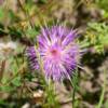 Lavender thistle weed.
Edwards County, TX.