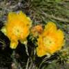 Brilliant amber ground flora.
Near Rocksprings, TX.