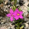 More lavender flora.
Edwards County, TX.
