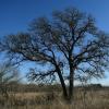 Another peek at this classic oak.
Rural central Texas.